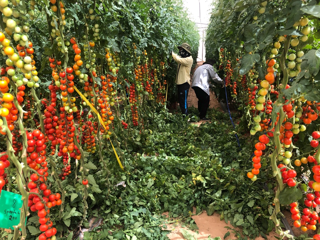 פעולת הורדת עלים בעגבניות שרי